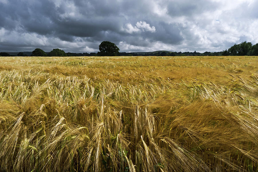 Nature Photograph - Sussex Wheat Field by Picture By Neil Leighton