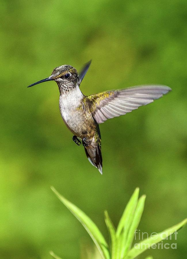 Suspended Juvenile Ruby-throated Hummingbird Photograph