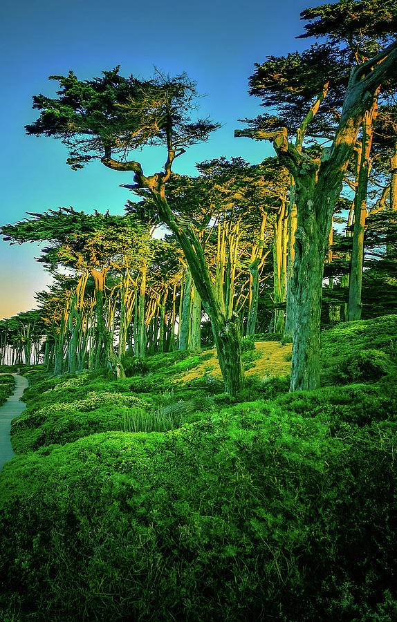 Sutro Trees in Morning Light Photograph by James Canning
