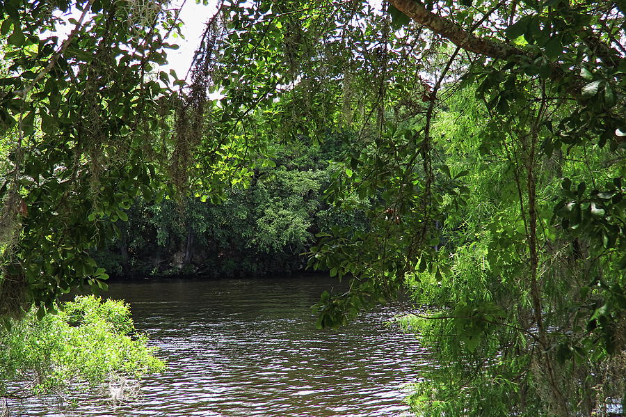 Suwanee River Photograph by Roger Epps - Fine Art America