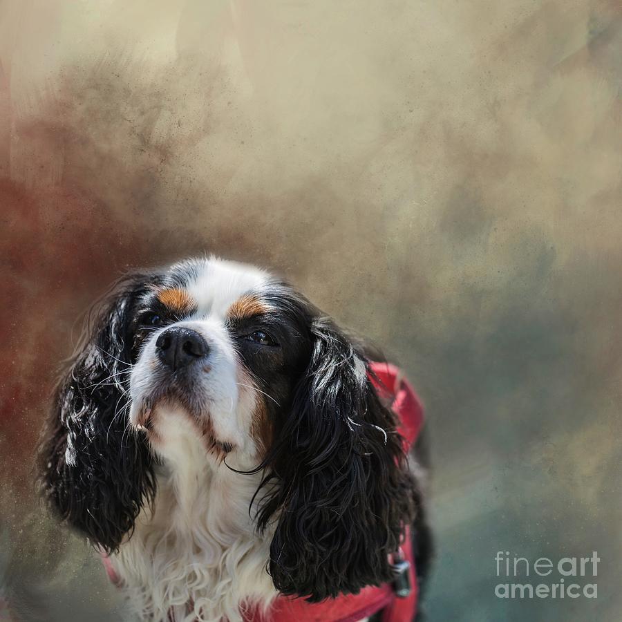 Dog Photograph - Suzy by Eva Lechner