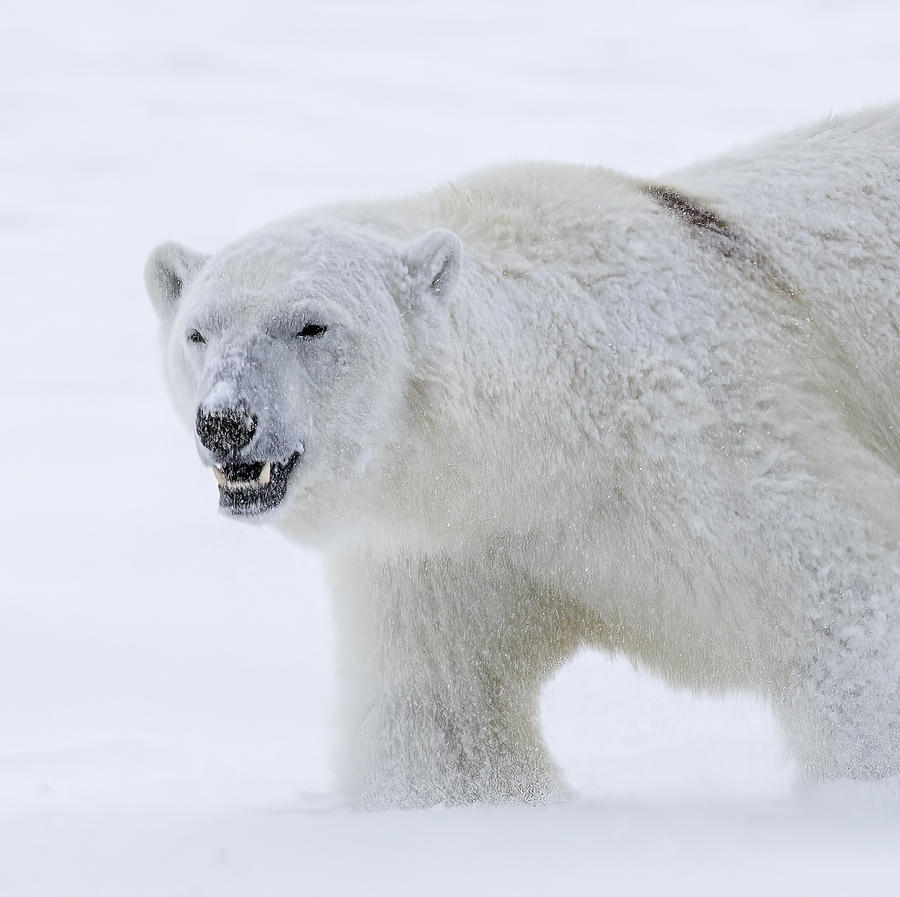 Svalbard, Ekman Fjord - Polar Bear-78805a2 Photograph by Raimondo ...