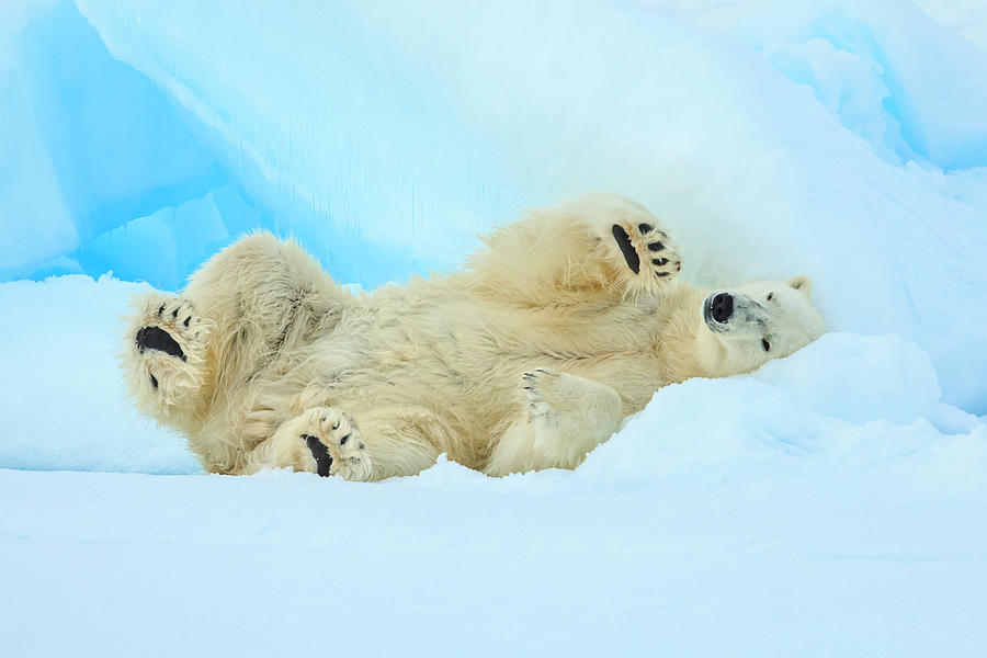 Svalbard, Norway Photograph by Ralph Lee Hopkins - Fine Art America