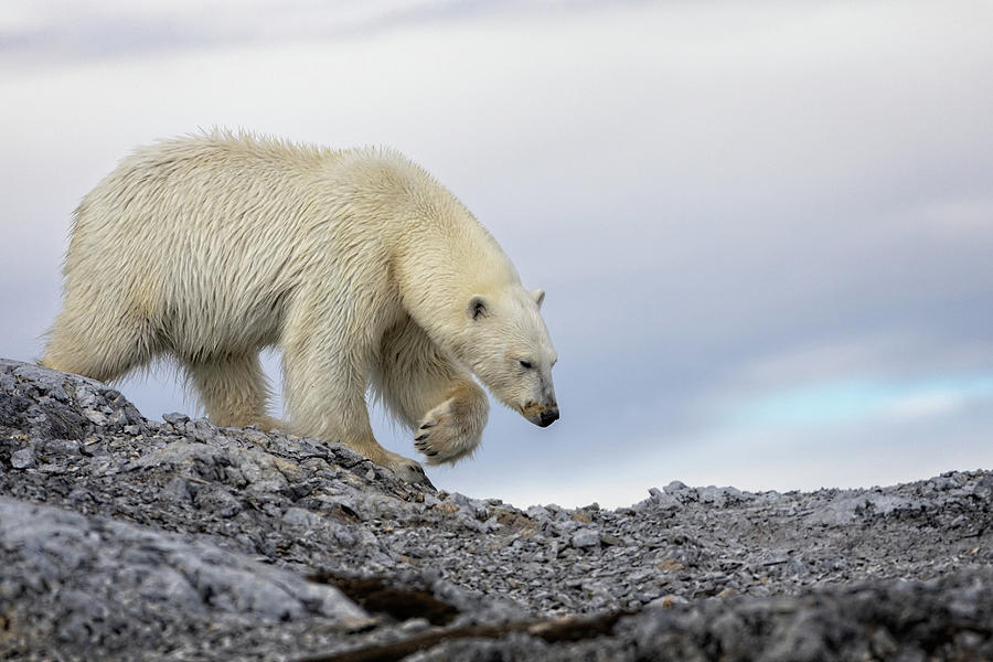 Svalbard Polar Bear 2 Photograph by Steven Upton