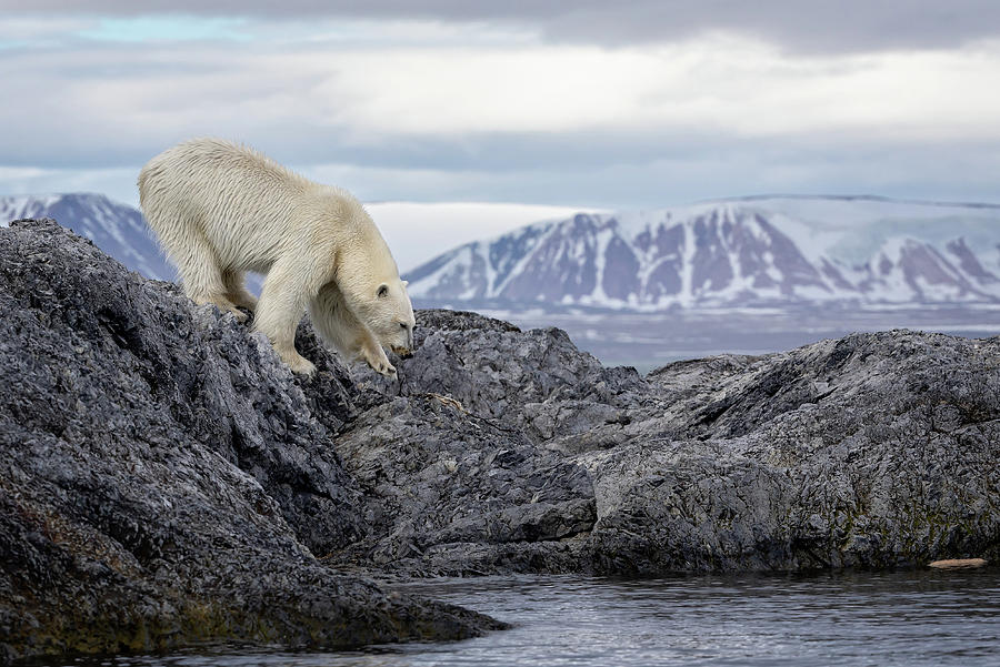 Svalbard Polar Bear 3 Photograph by Steven Upton