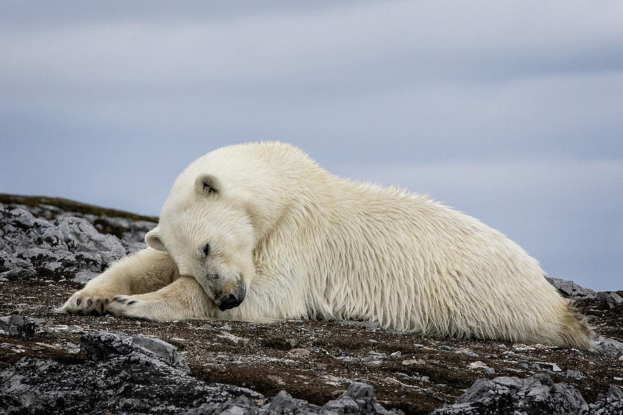 Svalbard Polar Bear 4 Photograph by Steven Upton