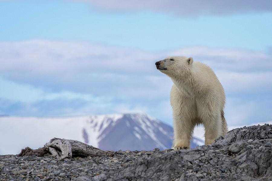 Svalbard Polar Bear 5 Photograph by Steven Upton