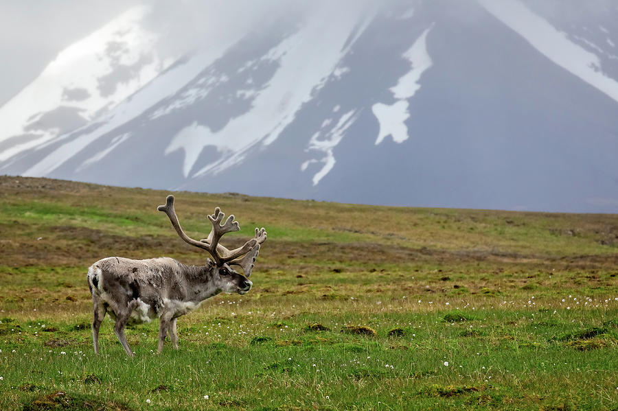 Svalbard reindeer 1 by Steven Upton Svalbard reindeer 1 by Steven Upton