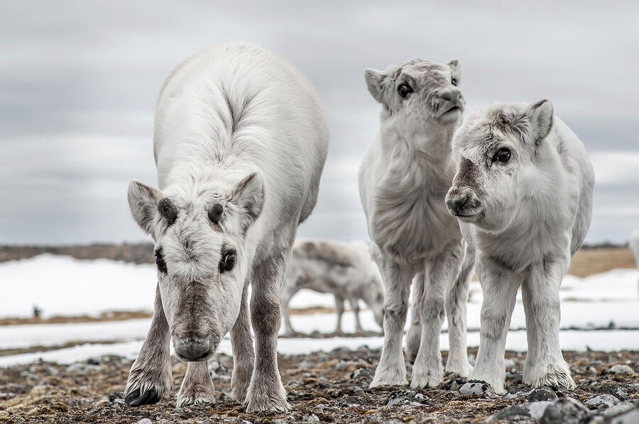 Svalbard Reindeer Mother And Calves, Svalbard, Norway Photograph by ...