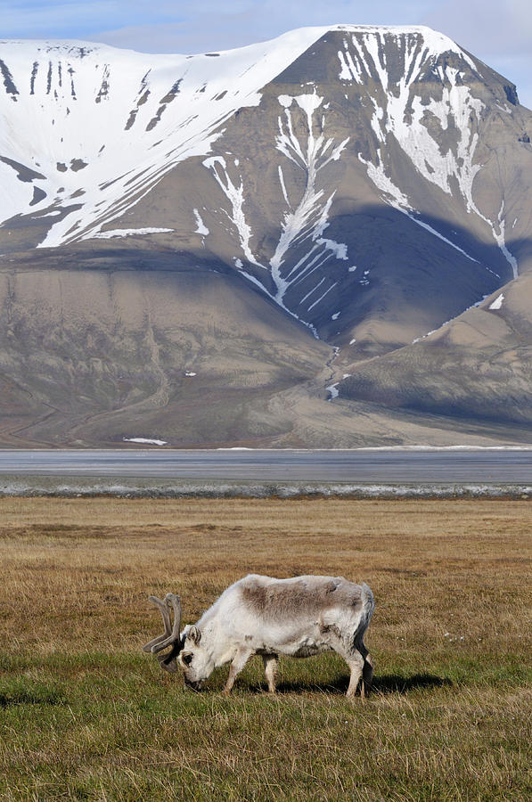 Svalbard Reindeer Photograph by Photomick