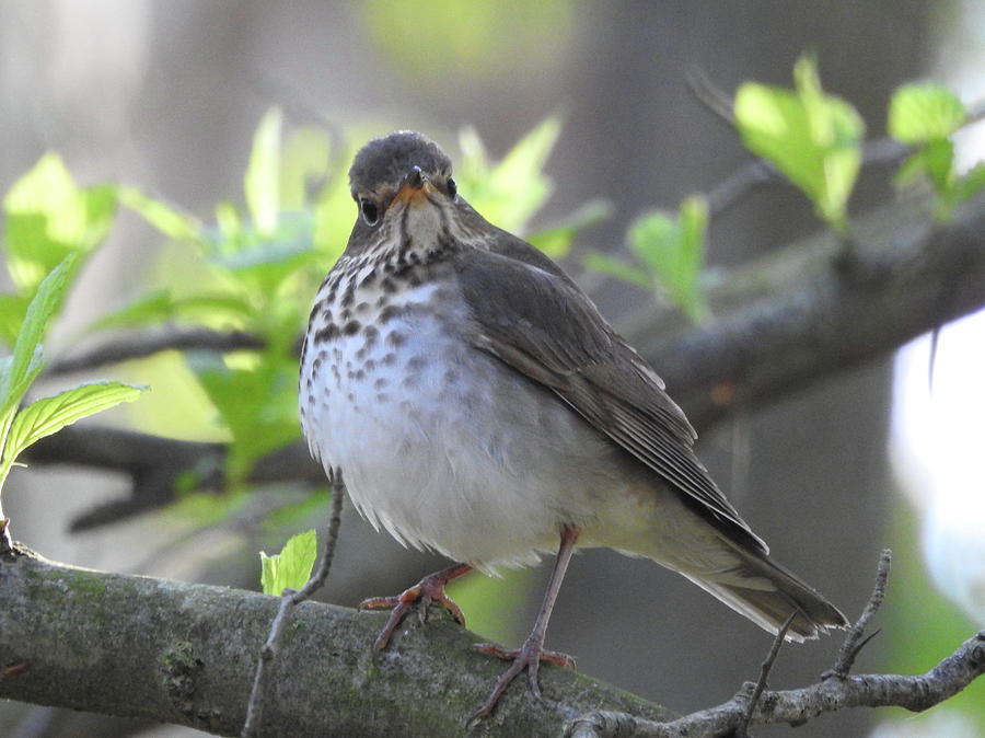 Swainson's Thrush Photograph by Linda Stroud - Fine Art America