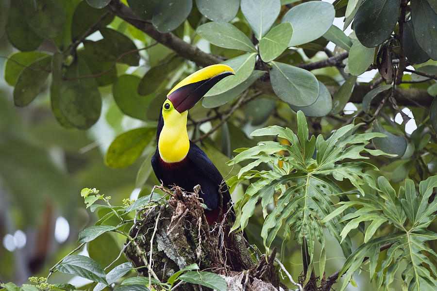 Swainsons Toucan, Chestnut-mandibled Toucan, Ramphastos Ambiguus Swainsonii, Sitting In A Tree In The Rainforest, Costa Rica Photograph by Konrad Wothe