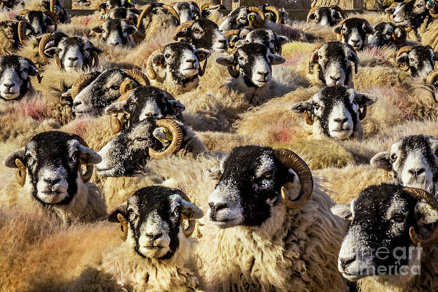 Swaledale Sheep Photograph by Yorkshire In Colour - Pixels