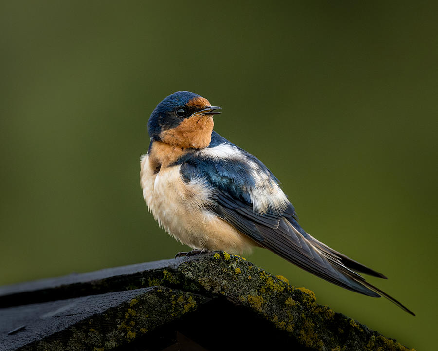Wildlife Photograph - Swallow - 5/31/2023 Grand Teton by Wanghan Li