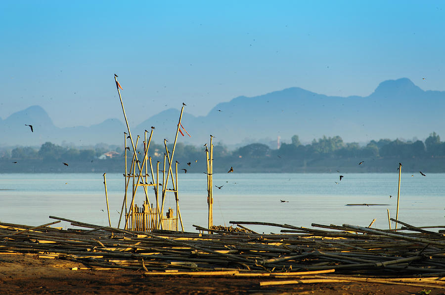 Swallow At The Mekong River Photograph by Wittawat Techabunyarat
