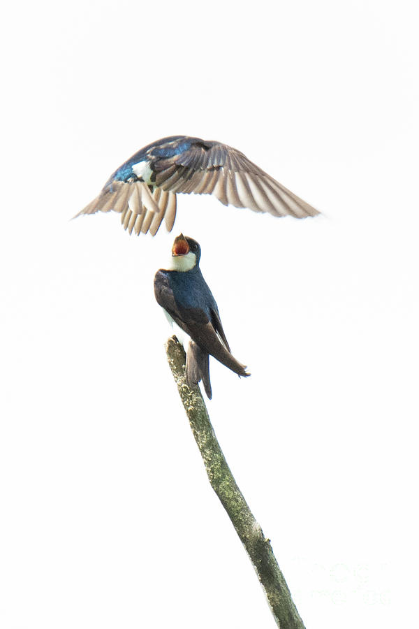 Swallow Fight For Perch by Michael D Miller Swallow Fight For Perch by Michael D Miller