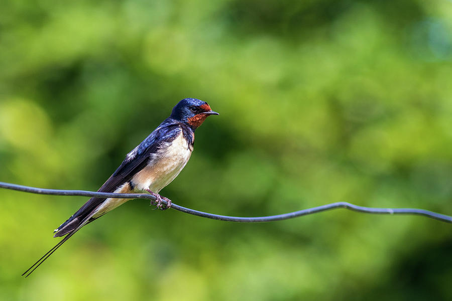 Swallow  Hirundo rustica  Photograph by Chris Smith