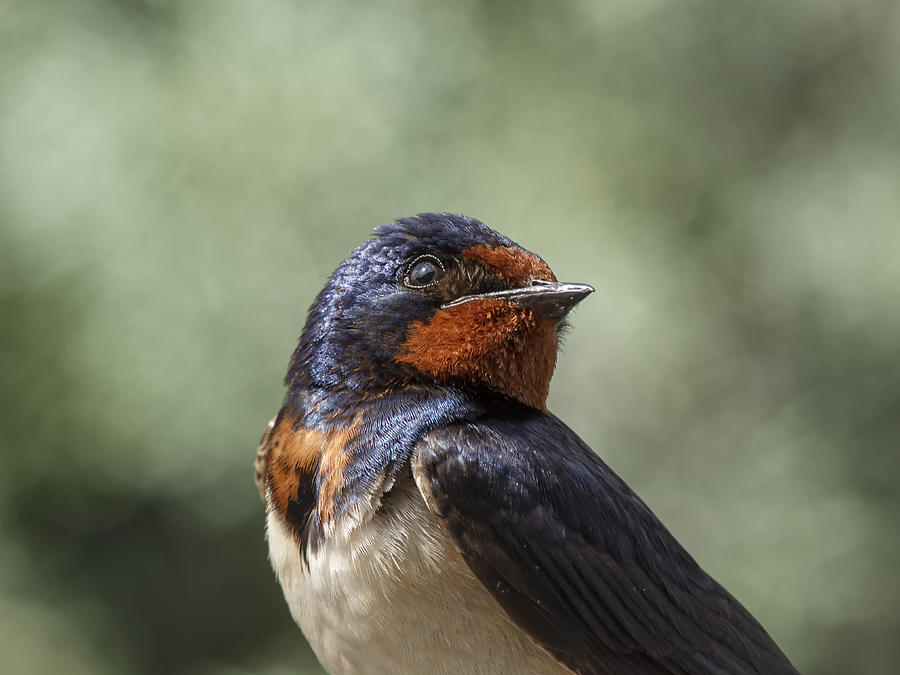 Swallow Photograph - Swallow (hirundo Rustica) by Jess Emilio Monje