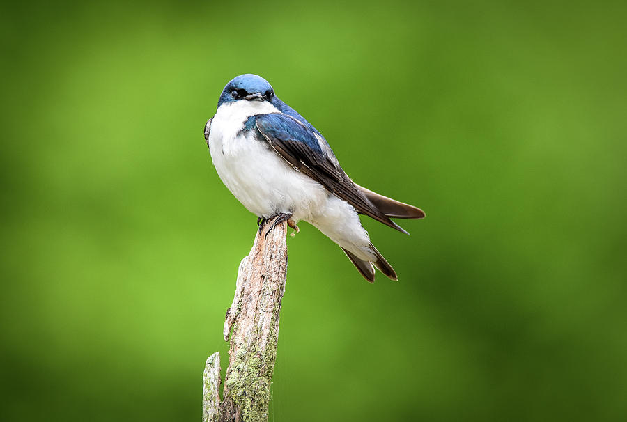 Swallow Photograph by Michelle Wittensoldner