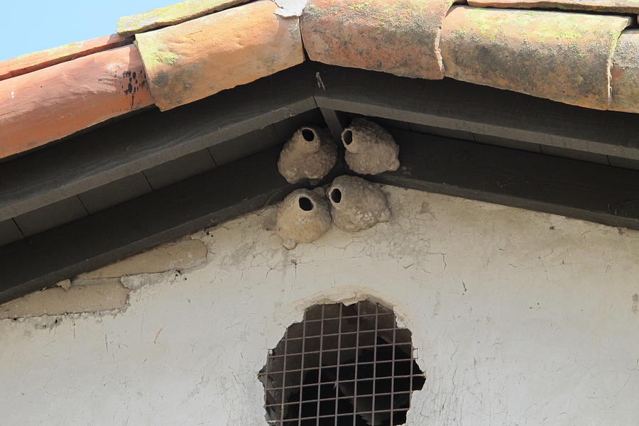 Swallow Nests of Mission San Juan Capistrano Photograph by Laura Smith