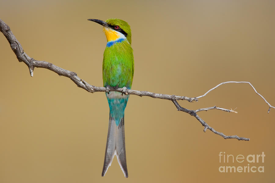 Southern Photograph - Swallow-tailed Bee-eater Merops by Johan Swanepoel Southern Photograph - Swallow-tailed Bee-eater Merops by Johan Swanepoel