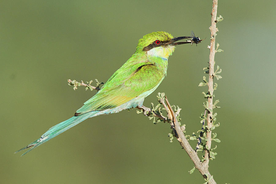 Wildlife Digital Art - Swallow Tailed Bee Eater Perching On Branch by Jack Weinberg