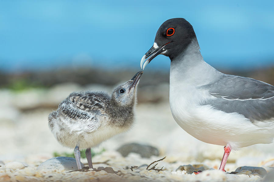Swallow-tailed Gull And Begging Chick Photograph by Tui De Roy