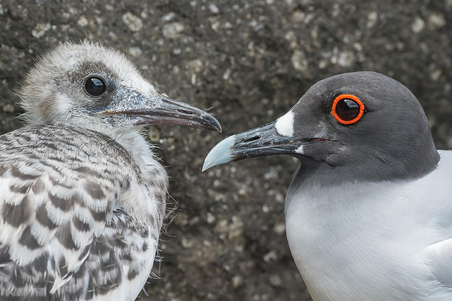 Swallow-tailed Gull And Chick Photograph by Tui De Roy