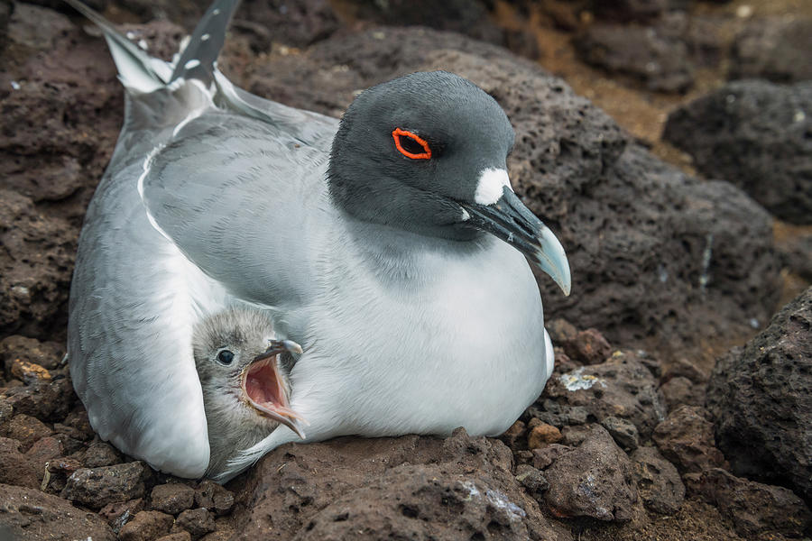Swallow-tailed Gull Brooding Chick Photograph by Tui De Roy