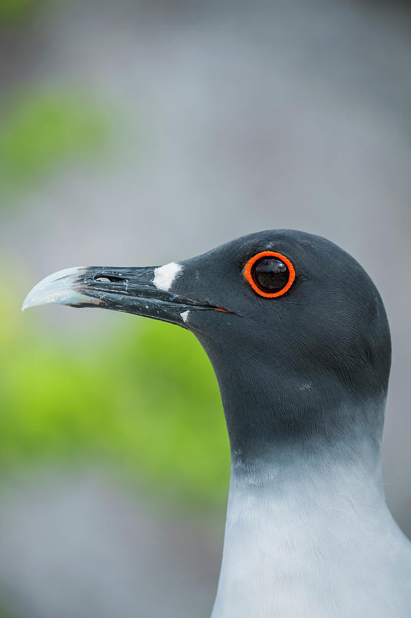 Swallow-tailed Gull On Genovesa Island Photograph by Tui De Roy