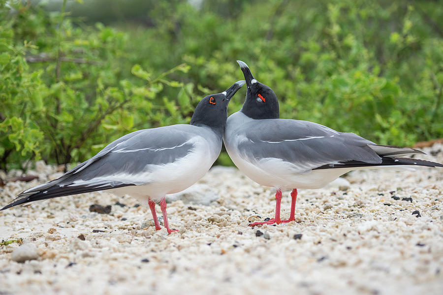 Swallow-tailed Gulls Courting Photograph by Tui De Roy