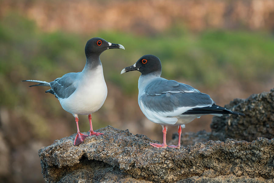 Swallow-tailed Gulls On Genovesa Island Photograph by Tui De Roy
