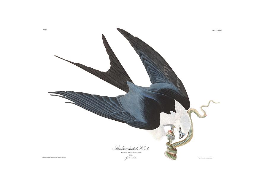 Swallow-tailed Hawk by John Audubon Painting by Celestial Images - Pixels