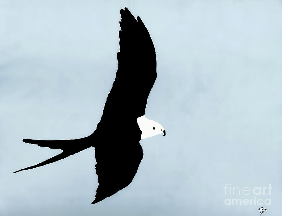 Bird Drawing - Swallow Tailed Kite by D Hackett