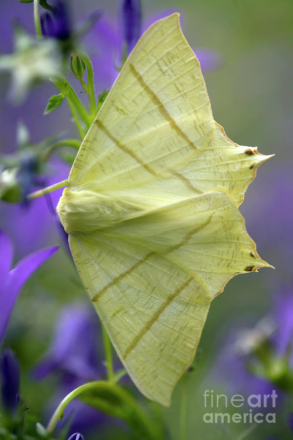 Swallow-tailed Moth Photograph by Dr Keith Wheeler/science Photo Library