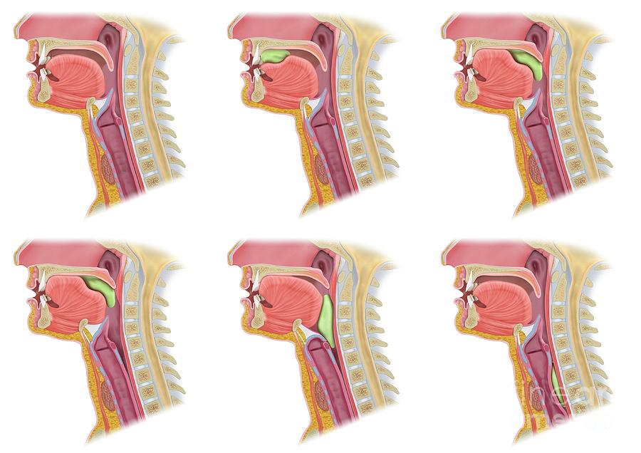 Swallowing Mechanism Photograph by Maurizio De Angelis/science Photo ...