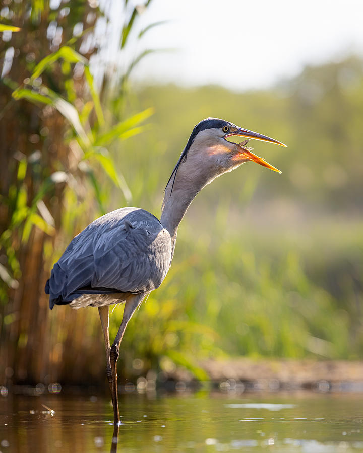 Heron Photograph - Swallowing by Siyu And Wei Photography