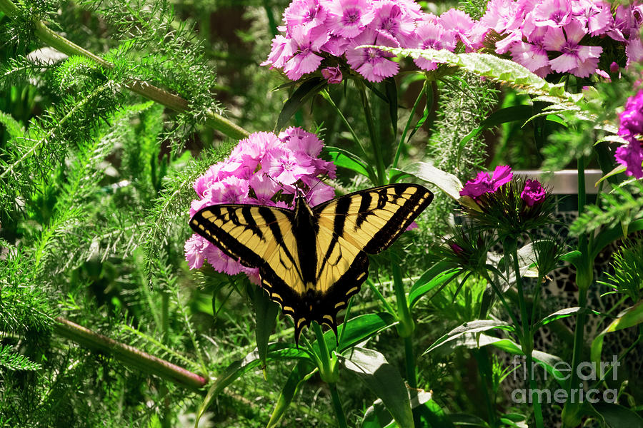 Swallowtail 2 Photograph by Louise Magno