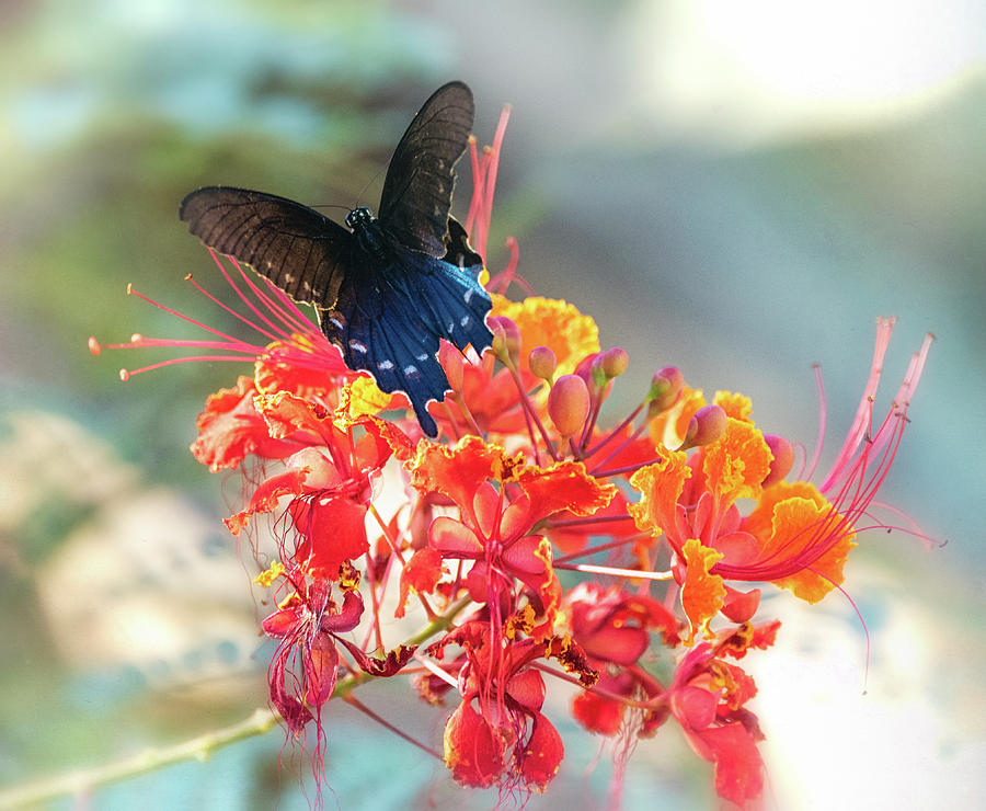 Swallowtail and Bird Of Paradise  Photograph by Saija Lehtonen