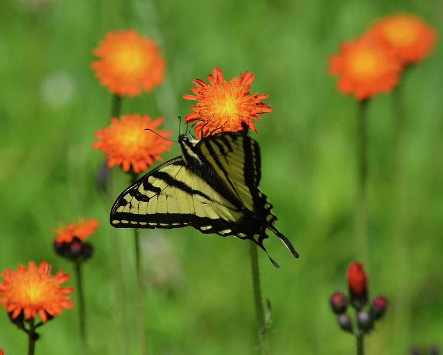 Swallowtail and Hawkweed Photograph by Whispering Peaks Photography