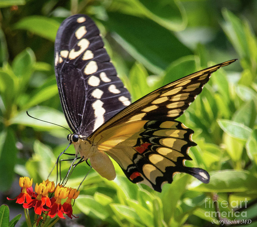 Swallowtail Photograph by Barry Bohn