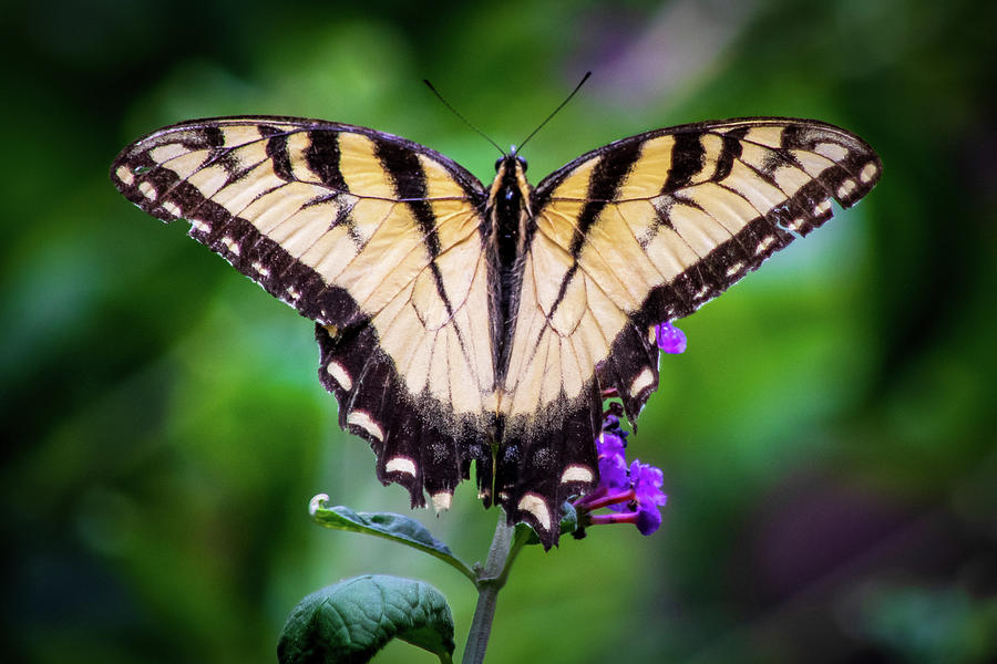 Butterfly Photograph - Swallowtail Beauty by Mary Ann Artz