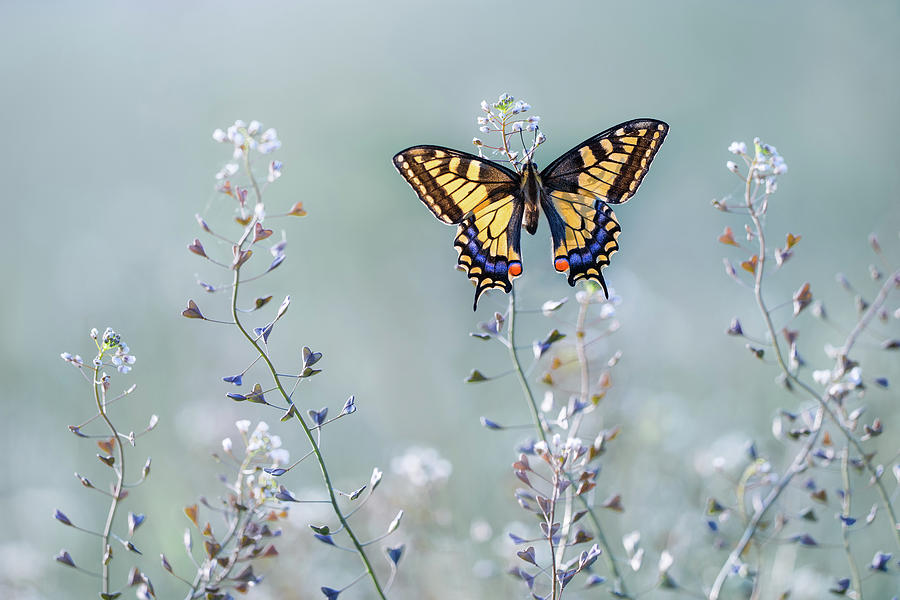 Butterfly Photograph - Swallowtail Beauty by Petar Sabol