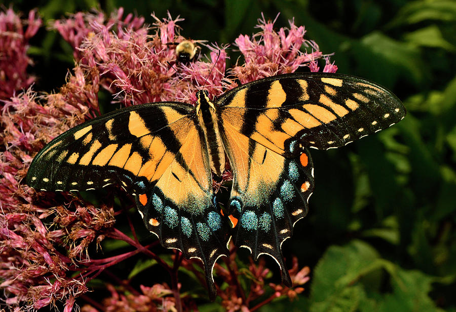 Swallowtail Butterfly 060 Photograph by George Bostian