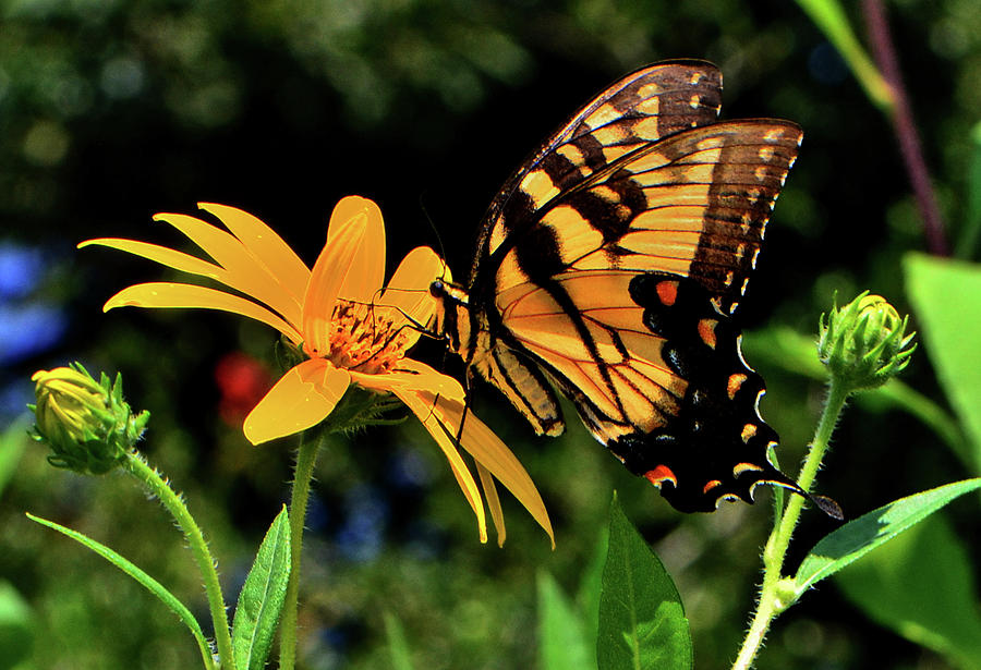 Swallowtail Butterfly 063 Photograph by George Bostian