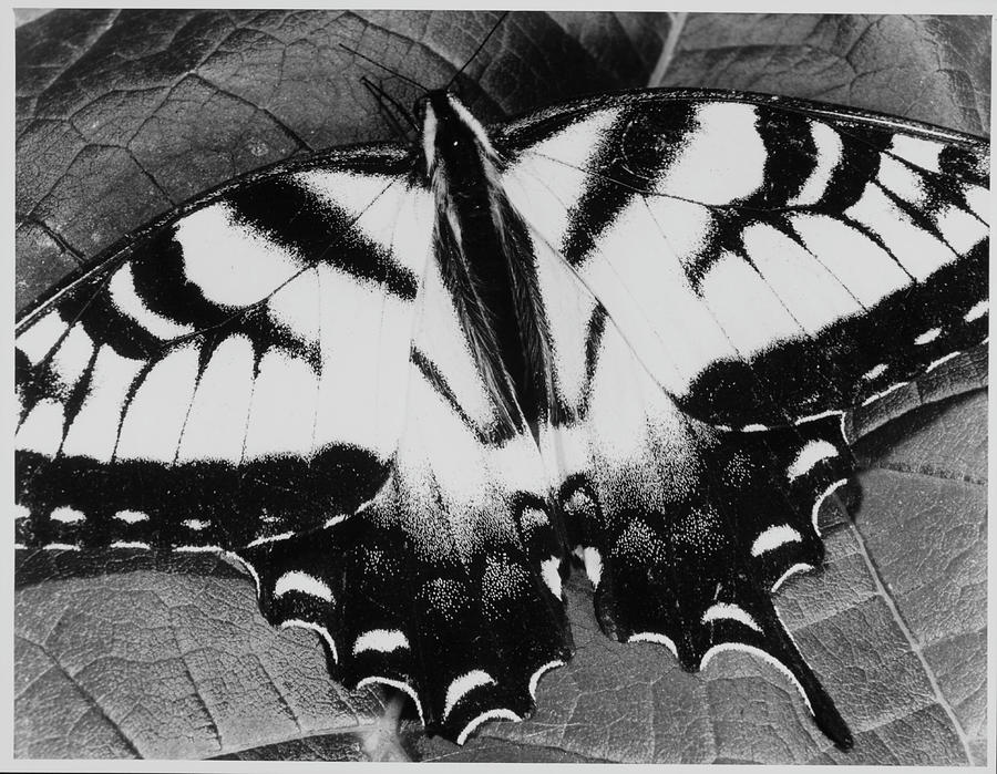 Swallowtail Butterfly Photograph by Andreas Feininger Swallowtail Butterfly Photograph by Andreas Feininger