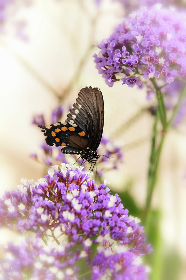Butterfly Photograph - Swallowtail Butterfly Atop Sea Lavender  by Saija Lehtonen