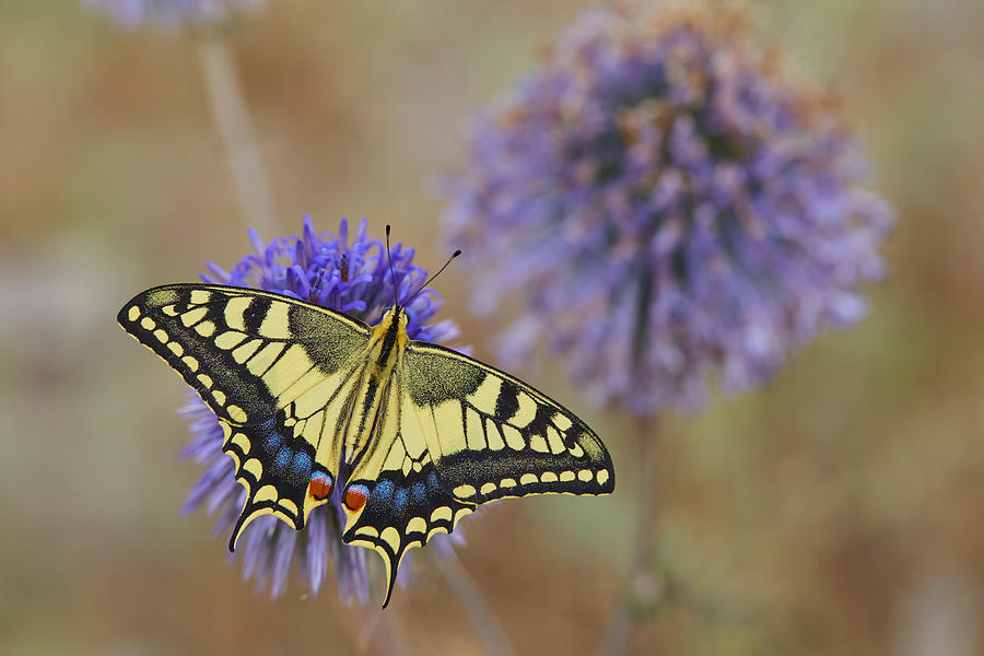 Butterfly Photograph - Swallowtail Butterfly by Avital Hershkovitz