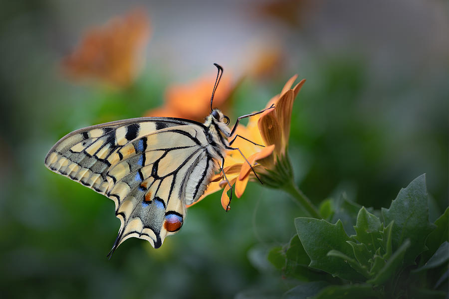 Macro Photograph - Swallowtail Butterfly by Boterman Patrick