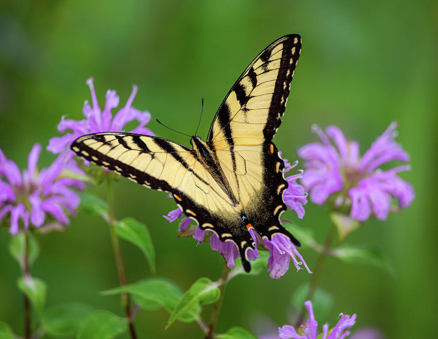 Swallowtail Butterfly Photograph by Dale Kincaid
